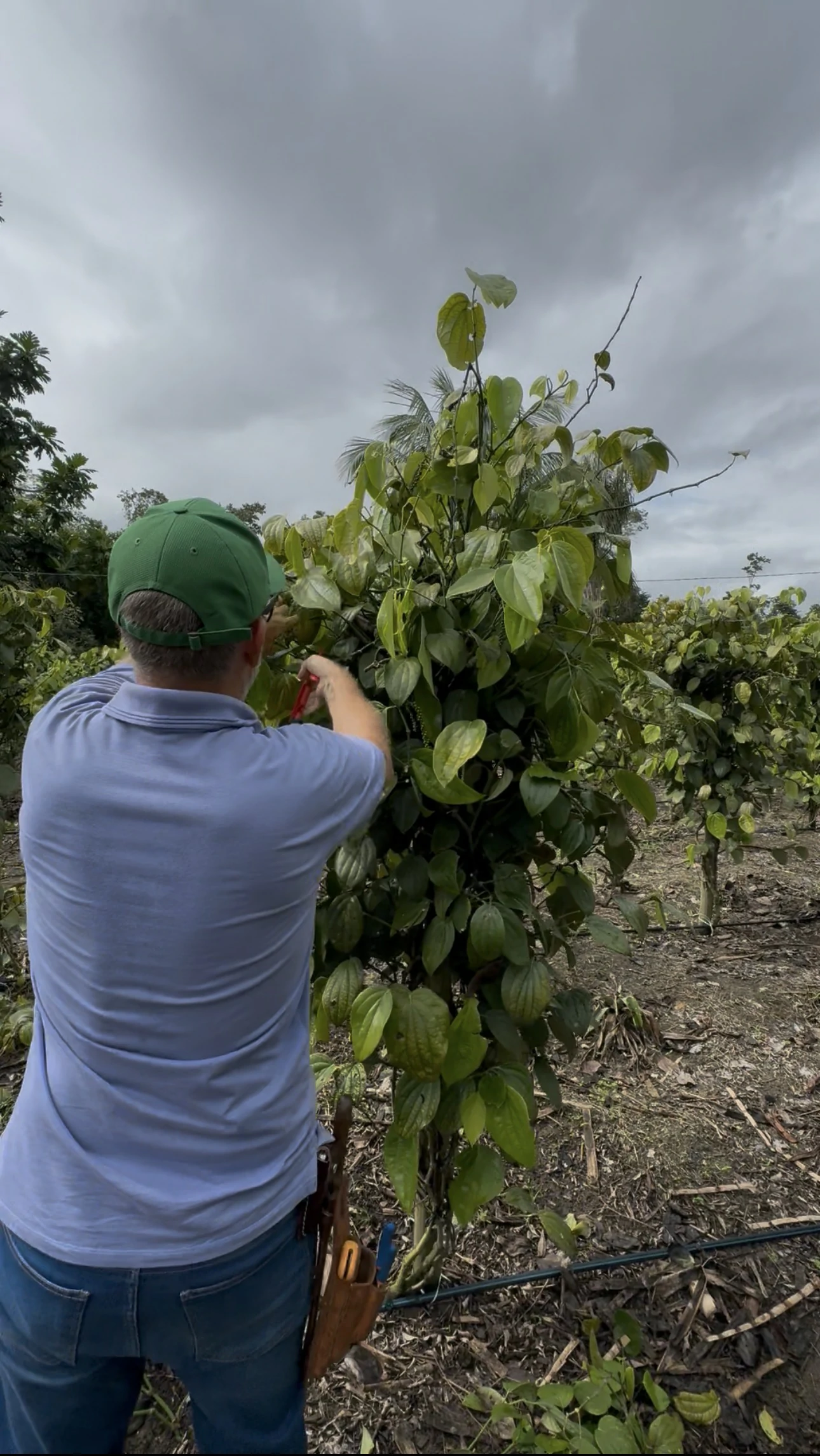 Experiência prática da Erasmo Agro no campo — imagem 20 de 38